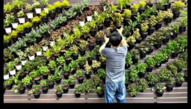 الصعود العمودي: فناء خلفي عمودية من العجائب المتفتحة على كل بأكمله الحجم 2 الصعود العمودي: العجائب المتفتحة في كل البعد