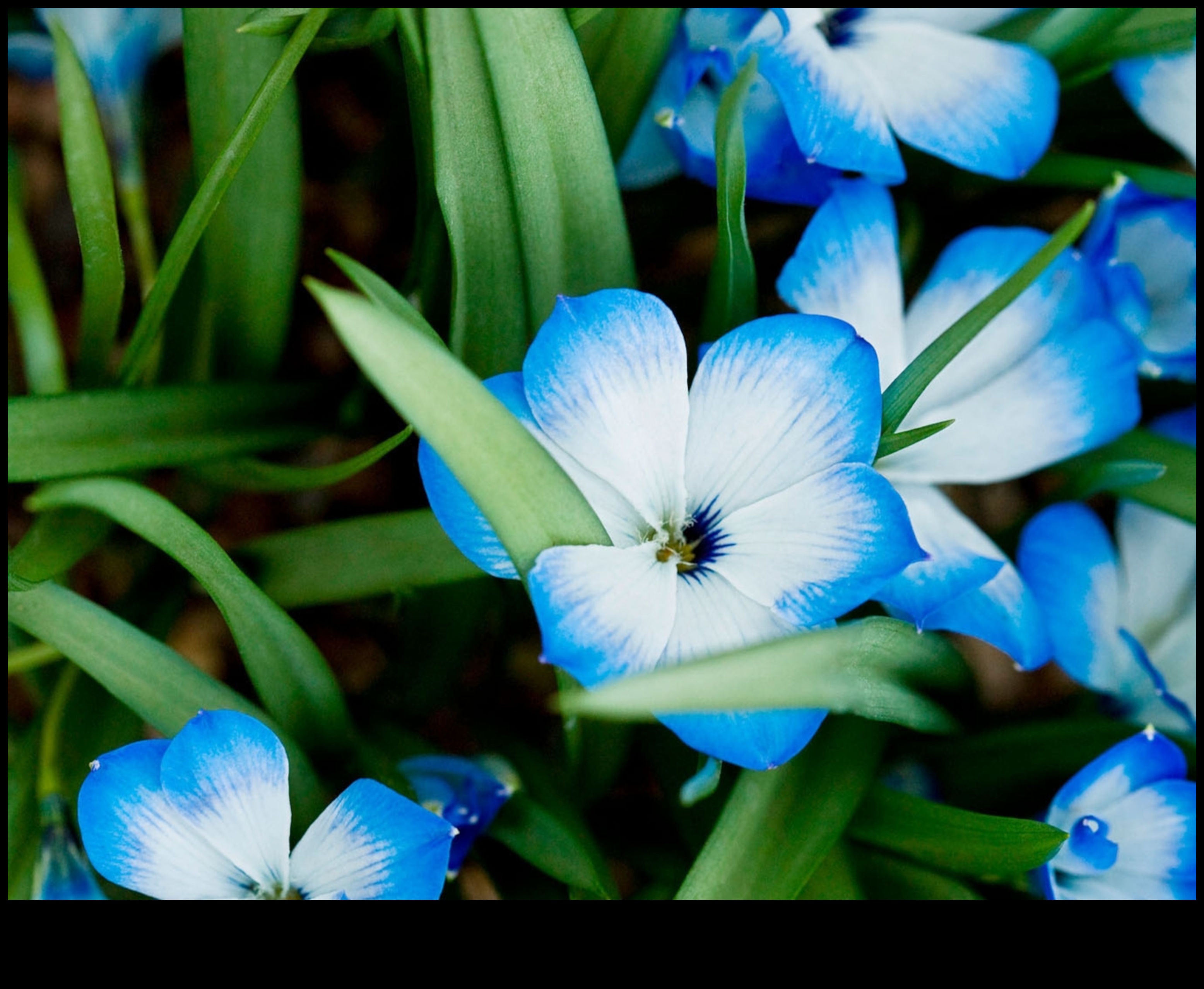 اختفاء السكان الأصليين تكلفة انقراض النباتات 4 لماذا تكون بعض المناظر الطبيعية أكثر عرضة لفقدان أنواع النباتات المحلية؟