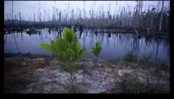 لماذا تكون بعض المناظر الطبيعية أكثر عرضة لفقدان أنواع النباتات المحلية؟