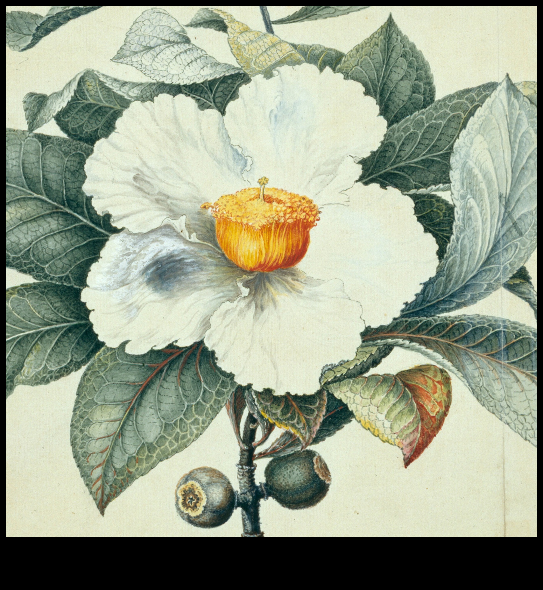 اختفاء السكان الأصليين تكلفة انقراض النباتات 3 لماذا تكون بعض المناظر الطبيعية أكثر عرضة لفقدان أنواع النباتات المحلية؟