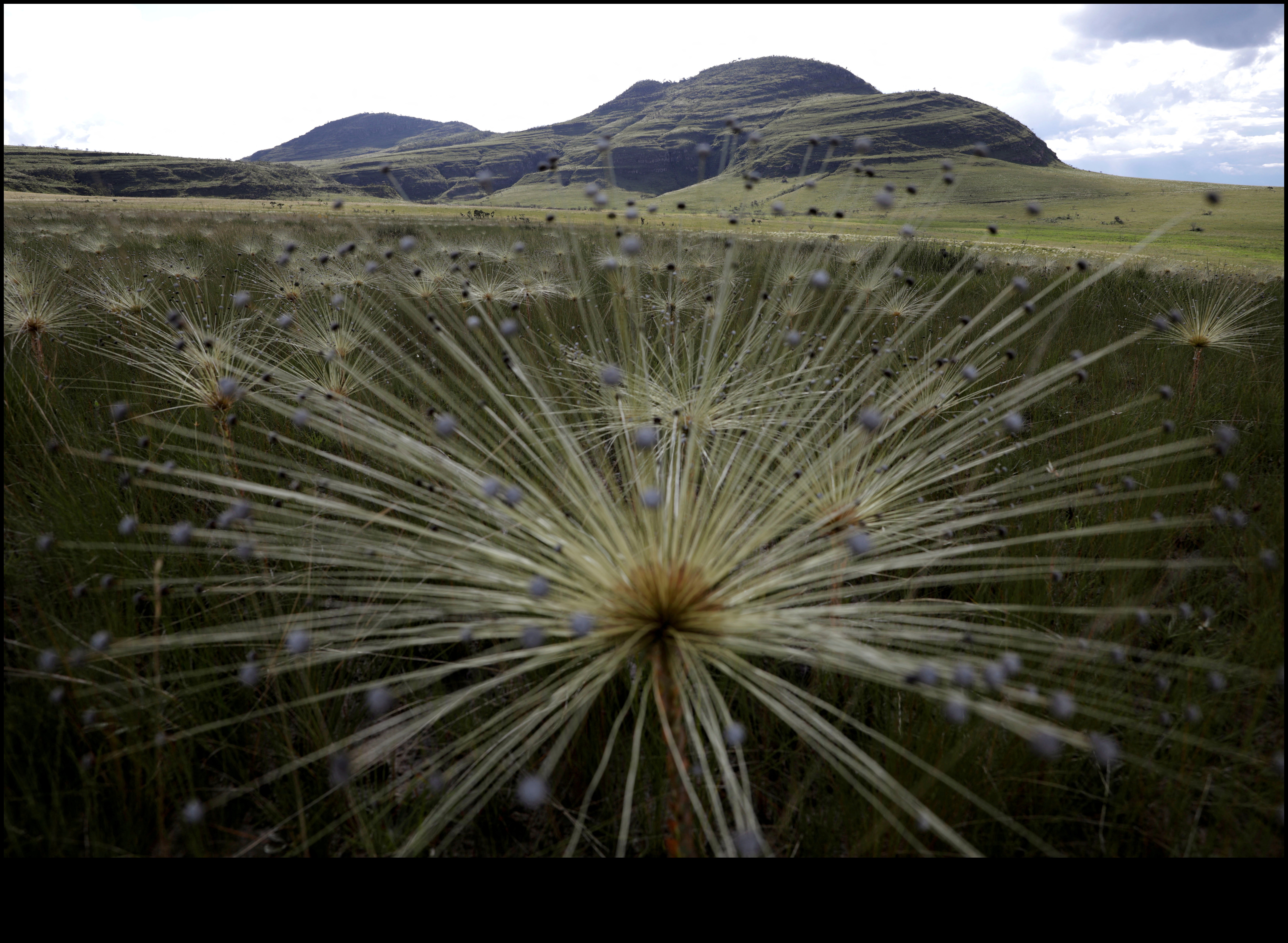 اختفاء السكان الأصليين تكلفة انقراض النباتات 2 لماذا تكون بعض المناظر الطبيعية أكثر عرضة لفقدان أنواع النباتات المحلية؟