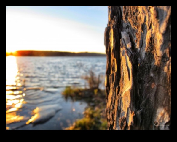 وجهات نظر هادئة: مناظر طبيعية هادئة وهادئة