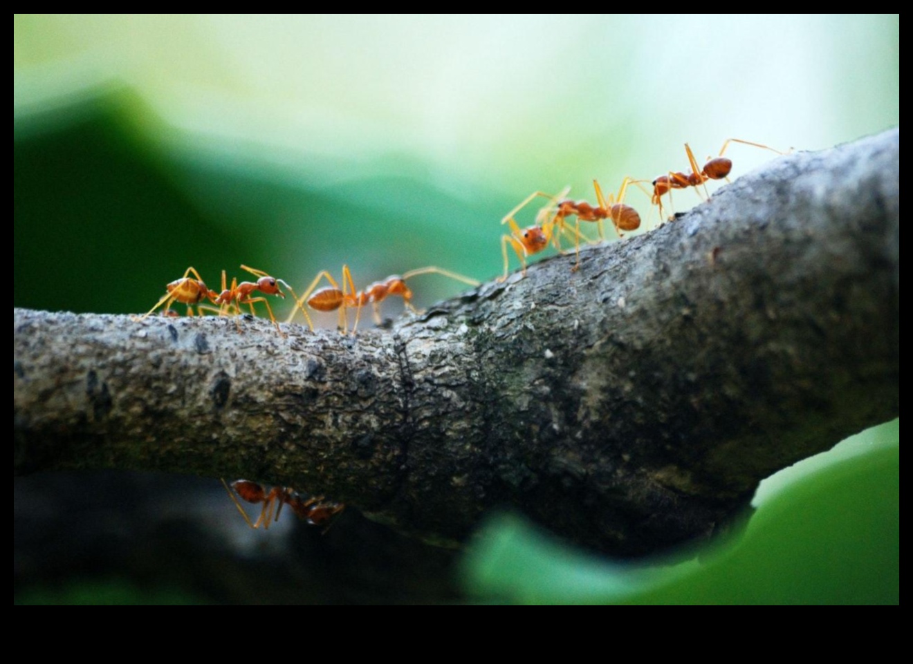 البق، انطلق! مخطط البستاني لإدارة الآفات