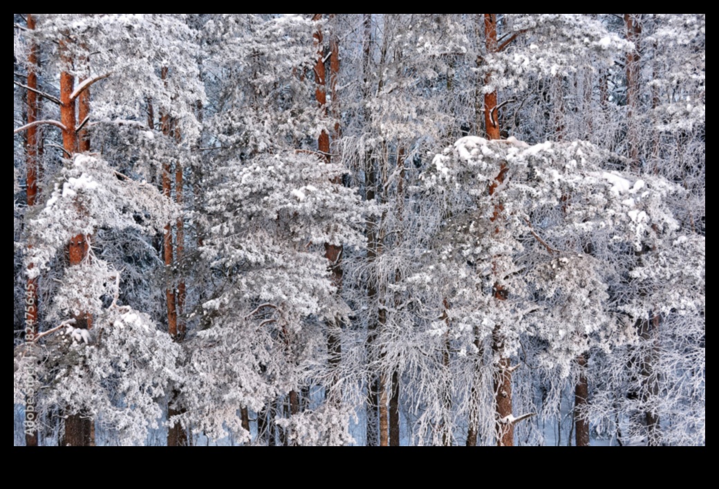 تعويذة الشتاء: المناظر الطبيعية الساحرة المغطاة بالثلوج