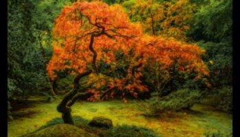 سمفونية القيقب: الحدائق اليابانية في روعة الخريف