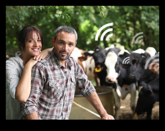 منتجات الألبان الهولندية: تمثيلات فنية للحياة الريفية