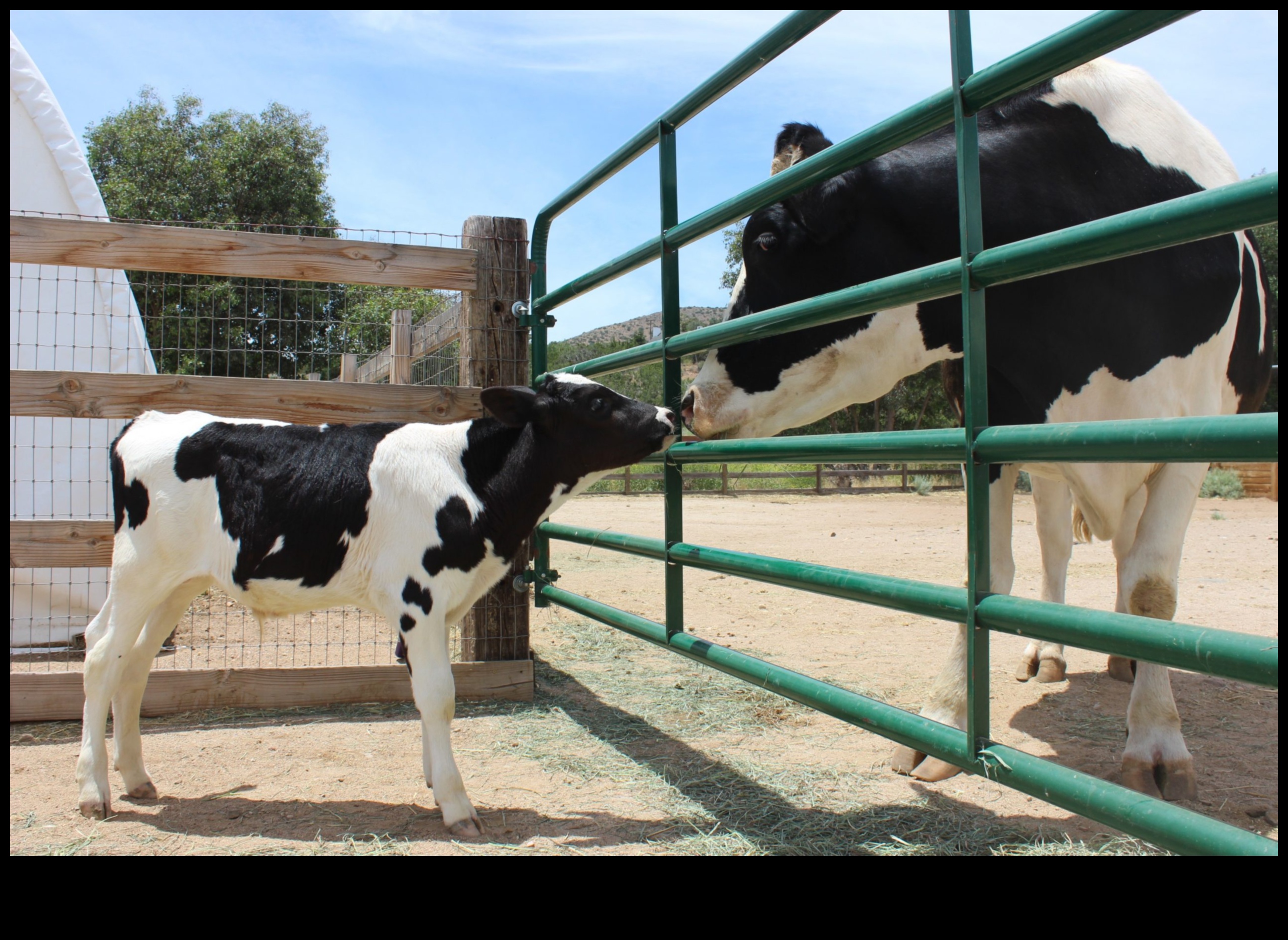 منتجات الألبان الهولندية: تمثيلات فنية للحياة الريفية