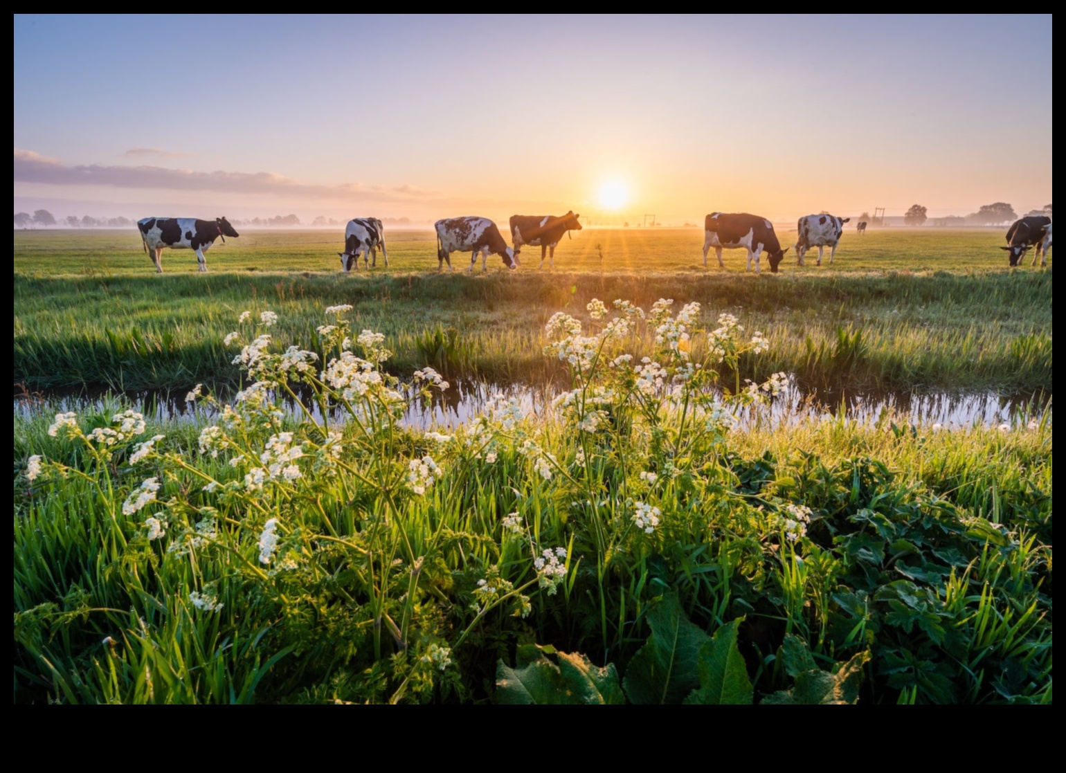 منتجات الألبان الهولندية: تمثيلات فنية للحياة الريفية
