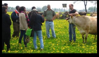 منتجات الألبان الهولندية: تمثيلات فنية للحياة الريفية