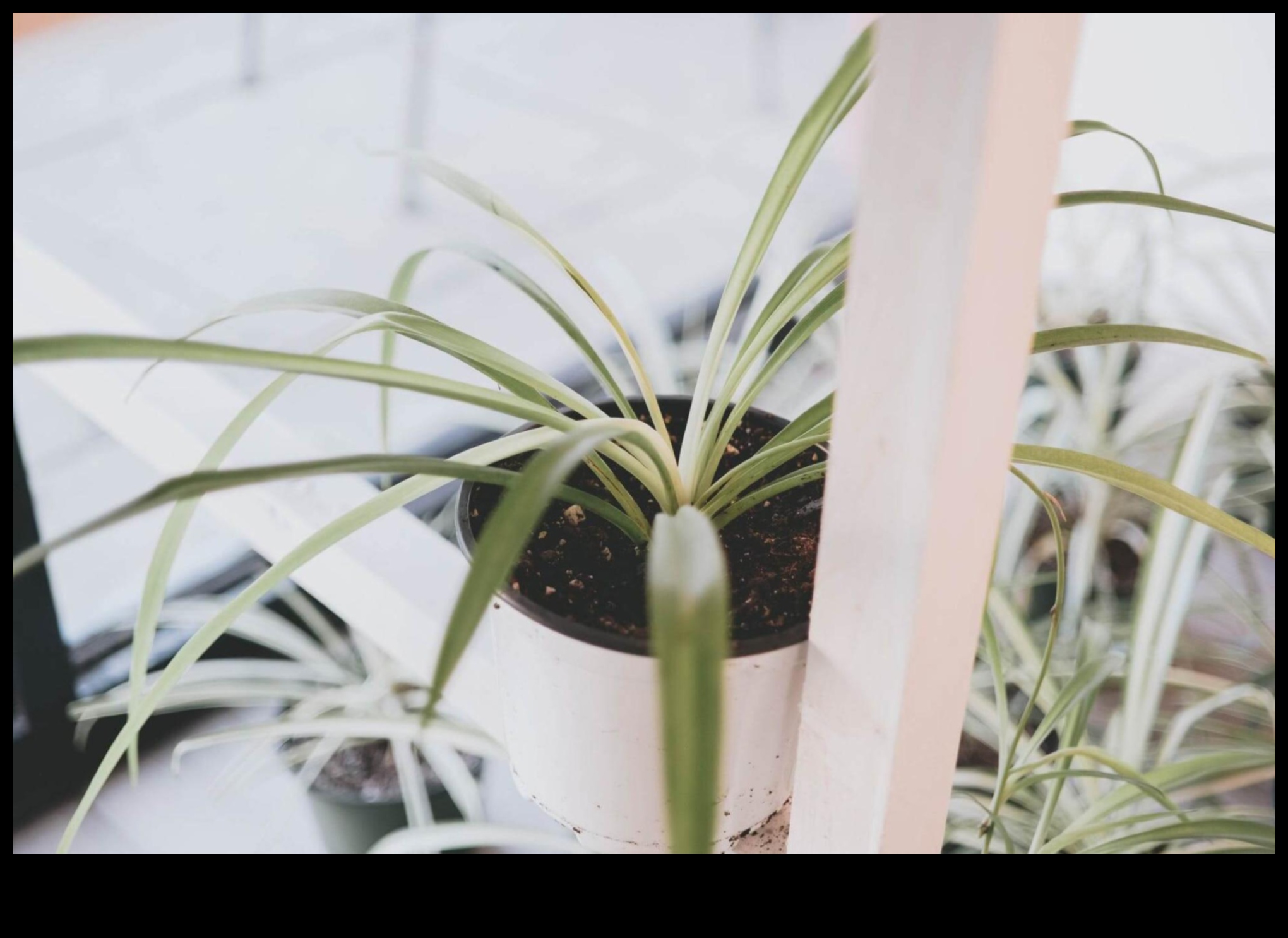 الازدهار في الداخل: نصائح أساسية للبستنة الداخلية