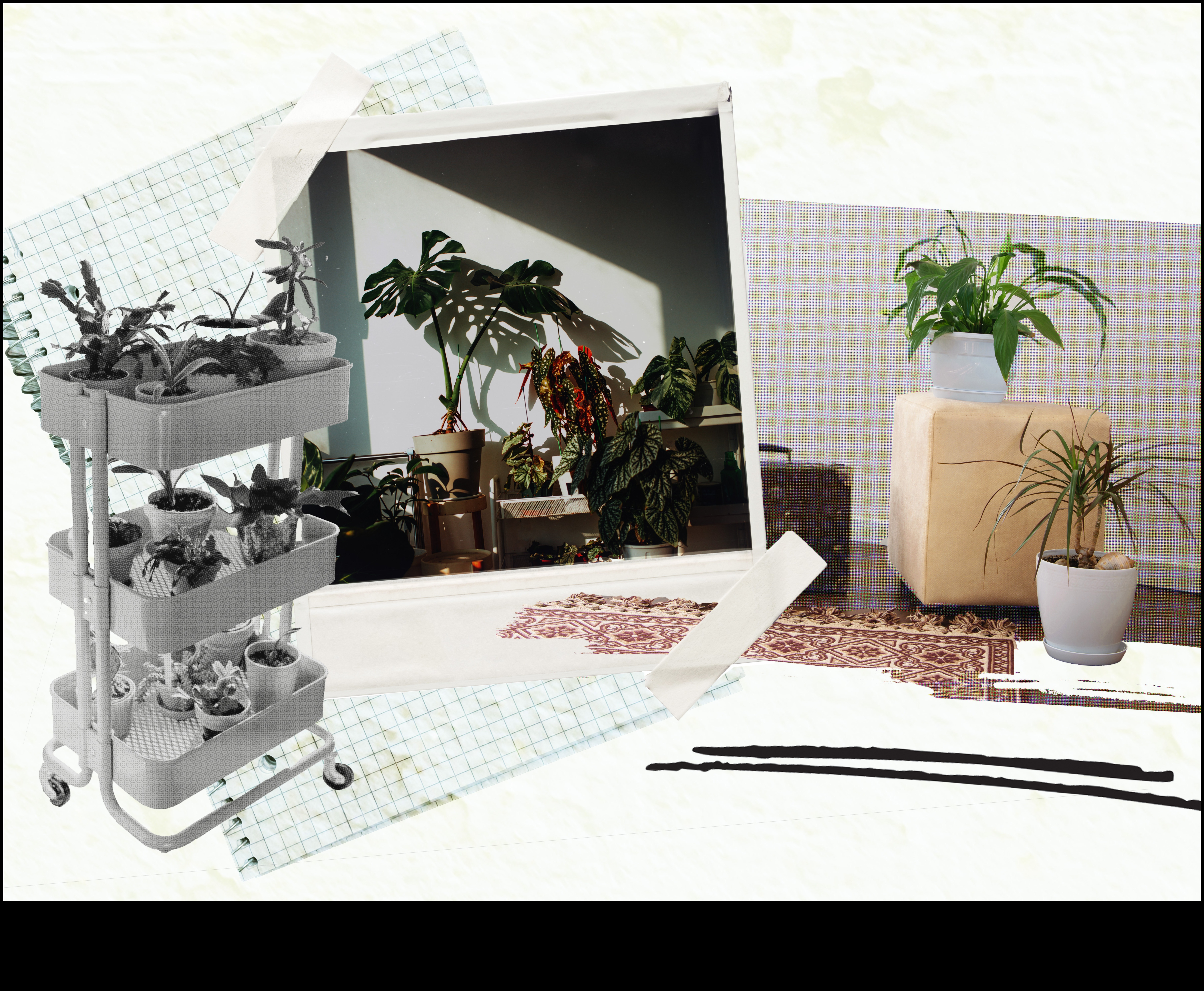 الازدهار في الداخل: نصائح أساسية للبستنة الداخلية