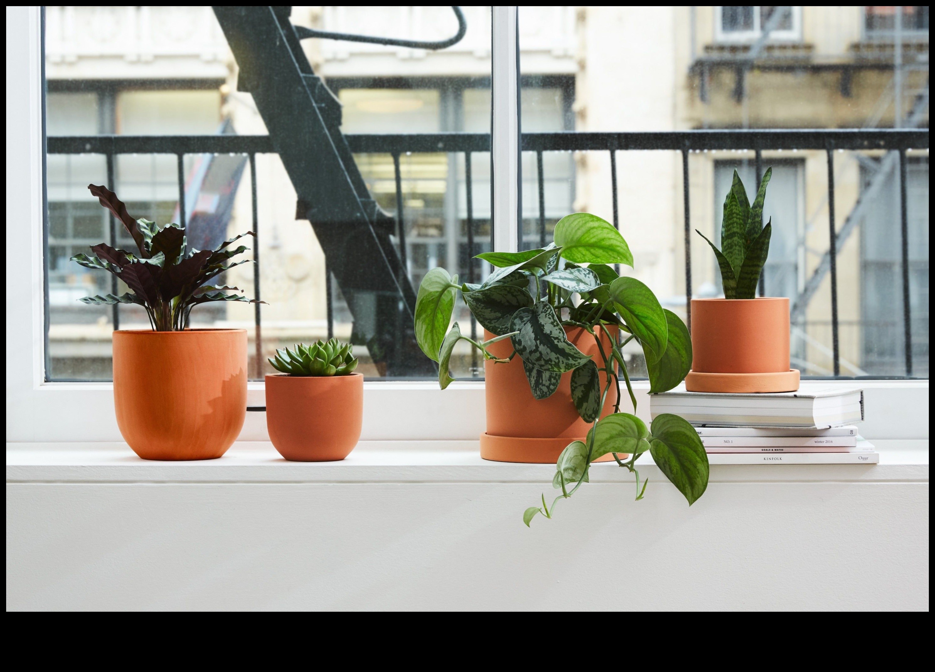 الازدهار في الداخل: نصائح أساسية للبستنة الداخلية