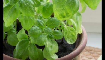 الازدهار في الداخل: نصائح أساسية للبستنة الداخلية